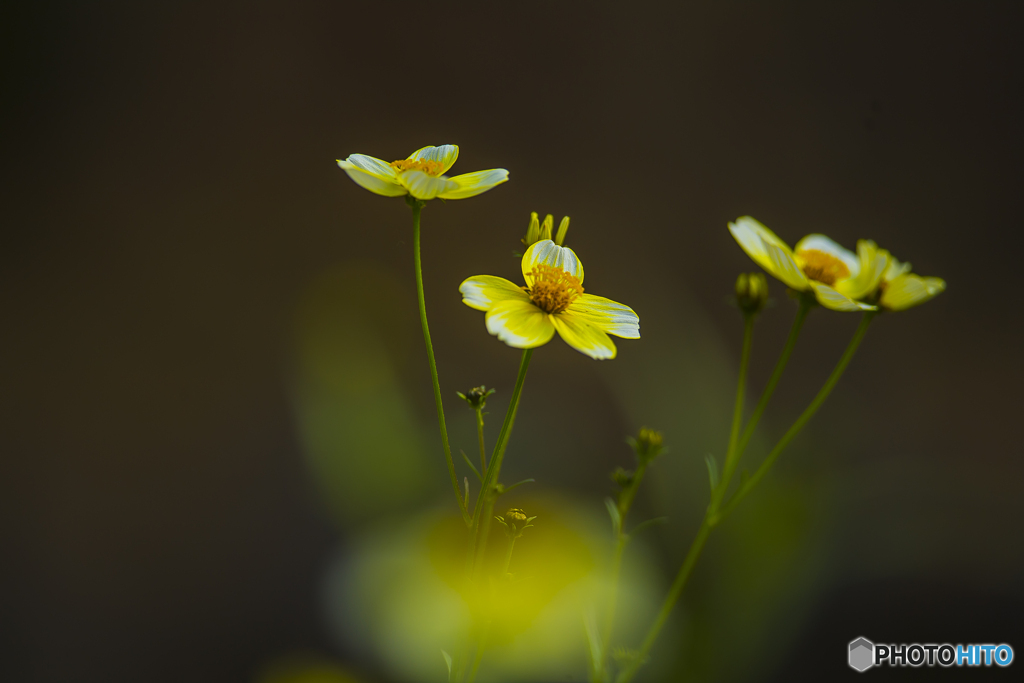 2025年 石橋文化センターの紅葉 5