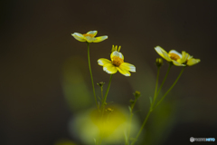 2025年 石橋文化センターの紅葉 5