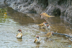 雀の水浴び ３