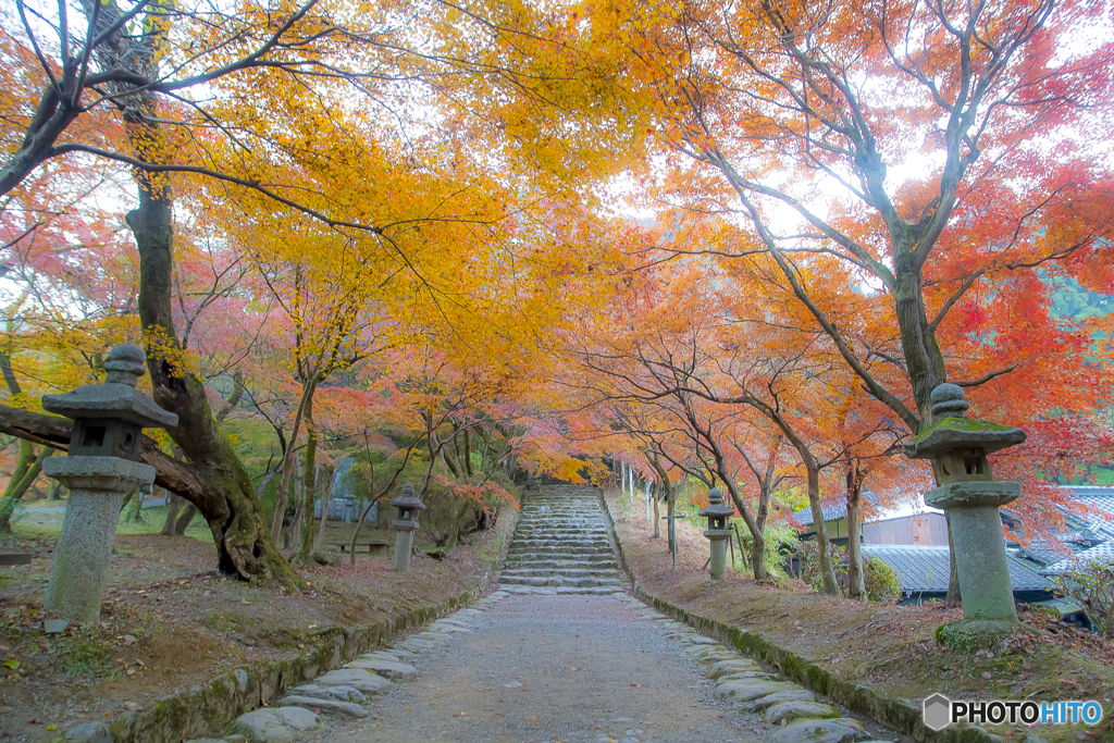 2025年 秋月の紅葉 5