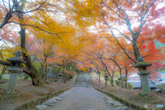 2025年 秋月の紅葉 5