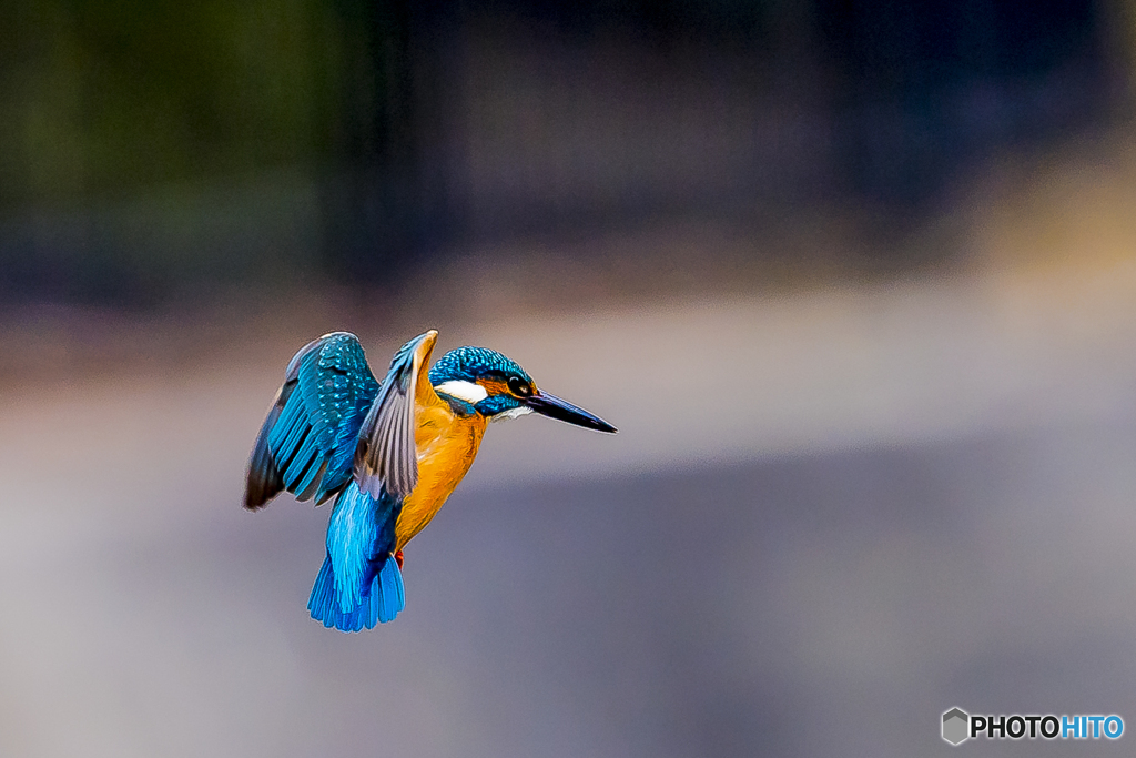 公園のカワセミ３２
