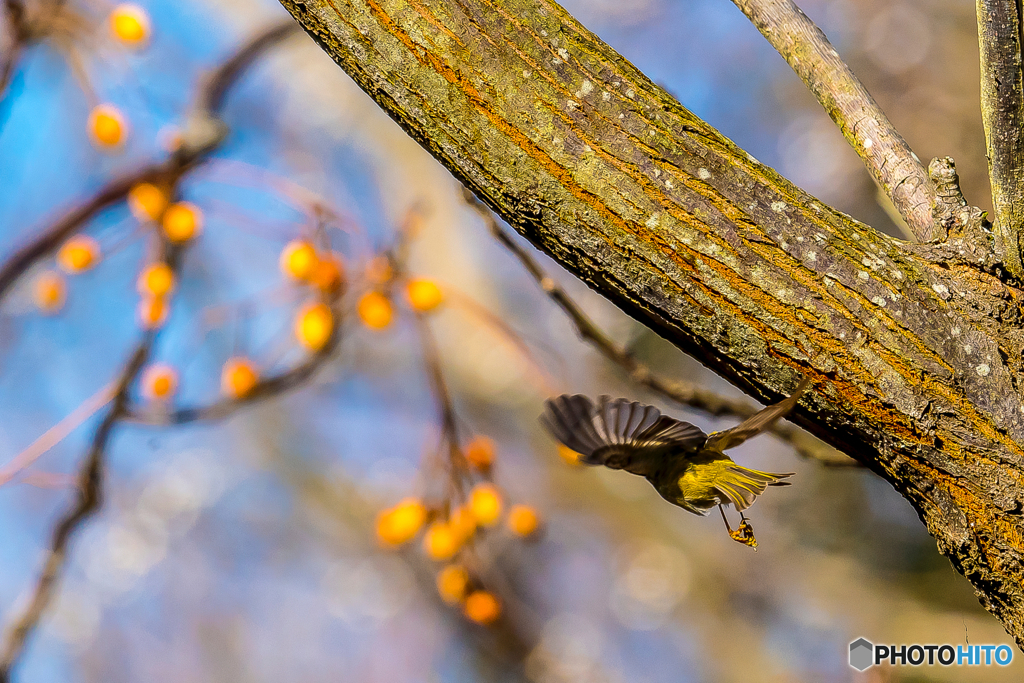 2026年　キクイタダキ 3