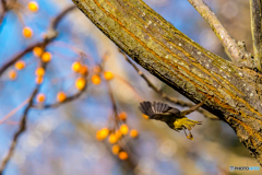 2026年　キクイタダキ 3