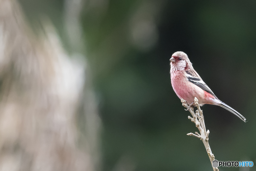やっと会えた！２