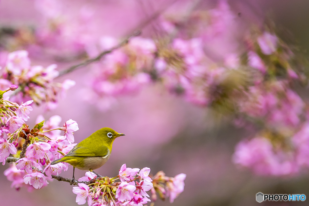 川津桜とメジロ３