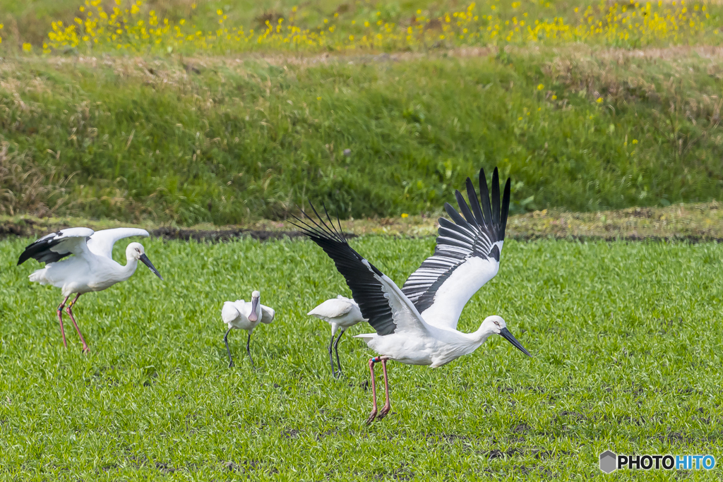 コウノトリがやって来た！　①