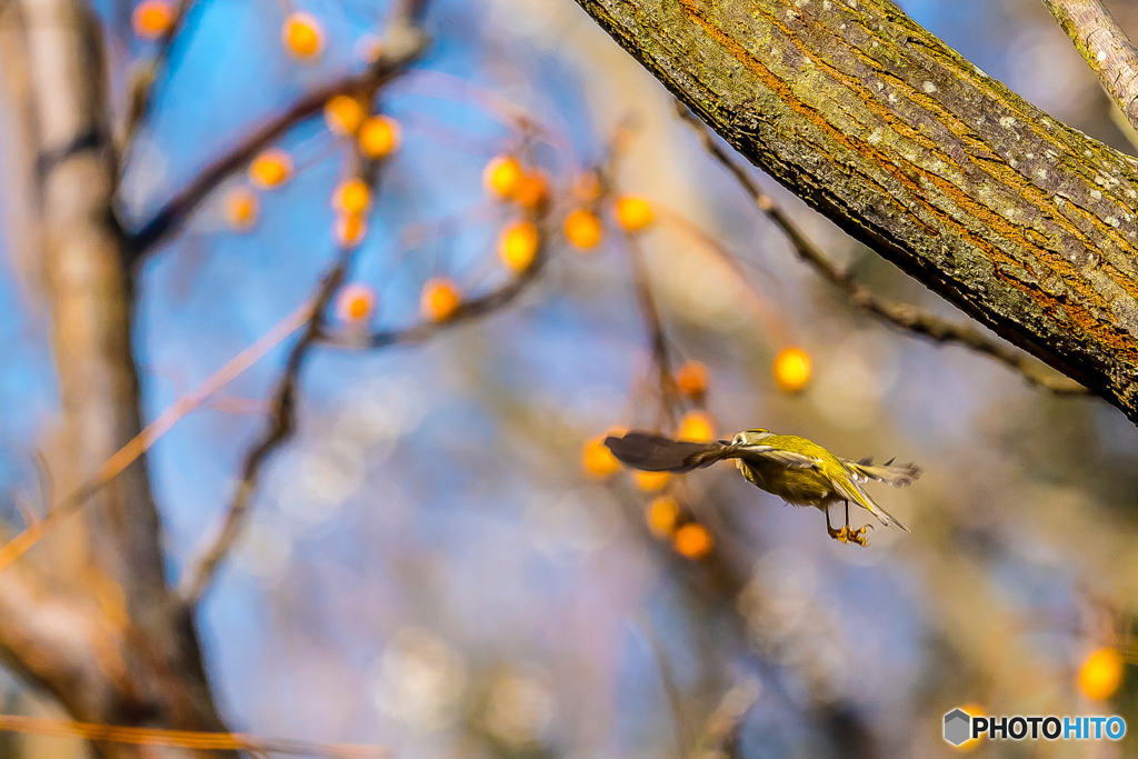 2026年 キクイタダキ 9