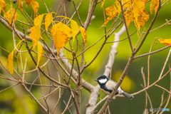 紅葉野鳥 １