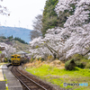 桜列車１