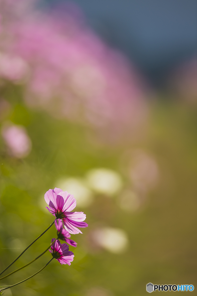 秋桜５