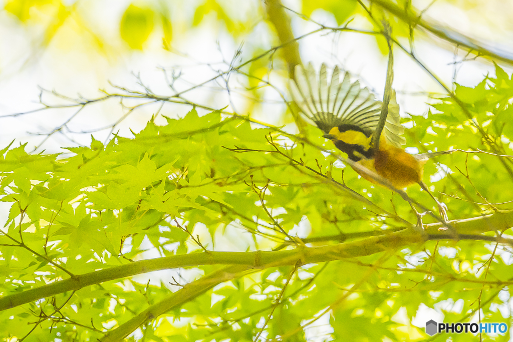 2025年 新緑の野鳥 ４