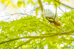 2025年 新緑の野鳥 ４