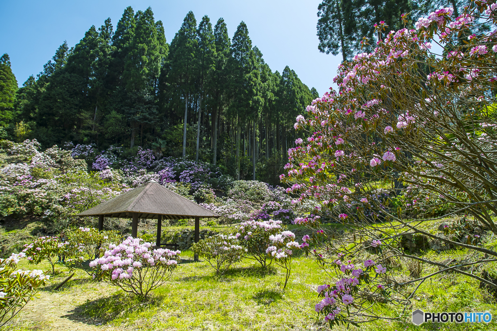 石楠花園３