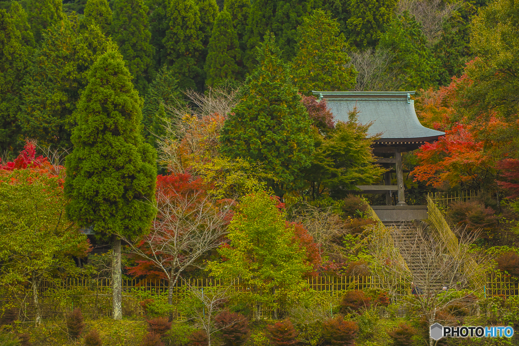 呑山観音寺の紅葉 ６