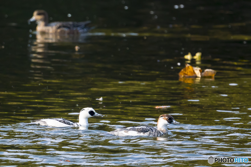2025年 ミコアイサ 2