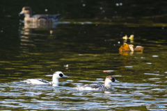 2025年 ミコアイサ 2