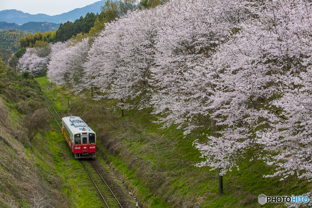 桜列車１５