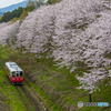 桜列車１５
