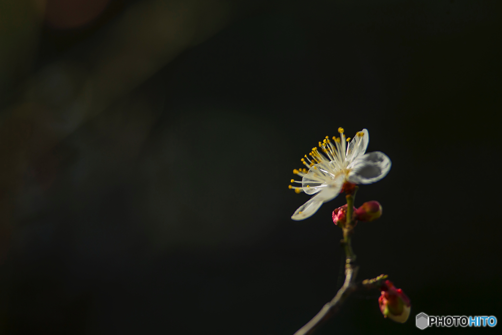 2026年 梅林寺の梅 3