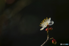 2026年 梅林寺の梅 3