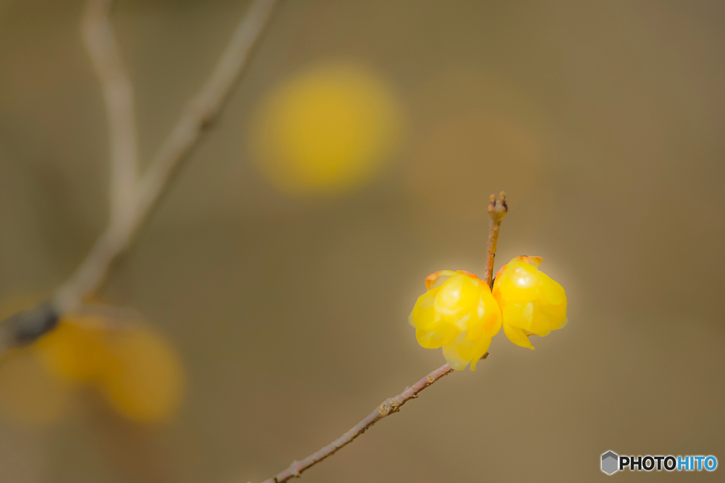 2026年 徐福館に咲く蝋梅 7