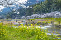 2025年 桜列車（平成筑豊鉄道）６