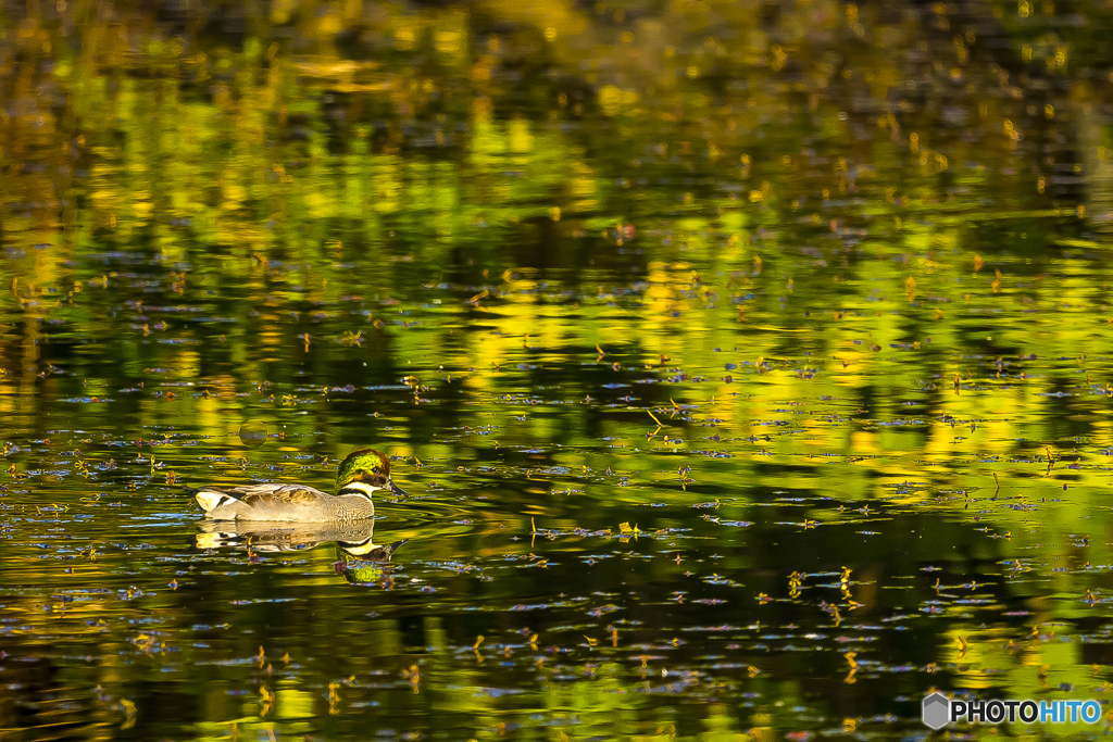  2025年 池の住人達　1