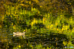  2025年 池の住人達　1