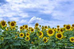 道の駅に咲くひまわり ３
