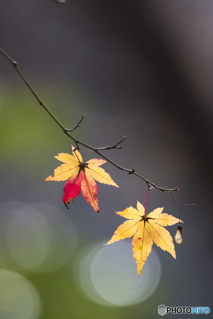 公園散策 最後の紅葉３