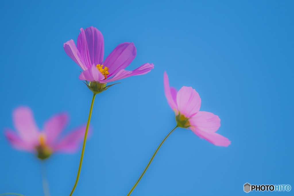 2025年 金立公園のコスモス 14