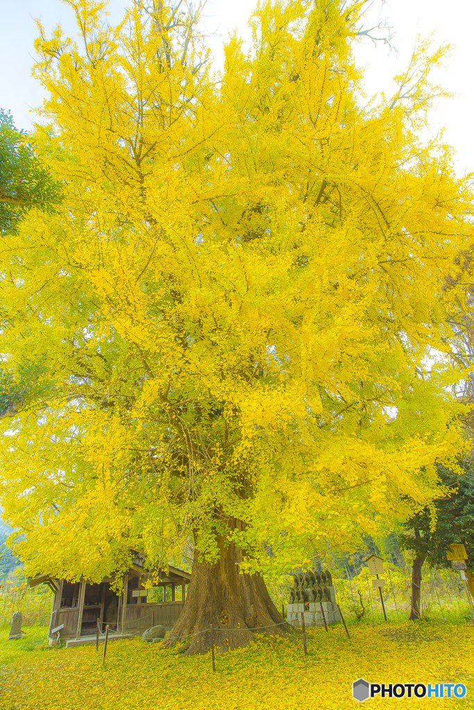 2025年 内野の大銀杏 3