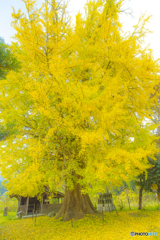 2025年 内野の大銀杏 3