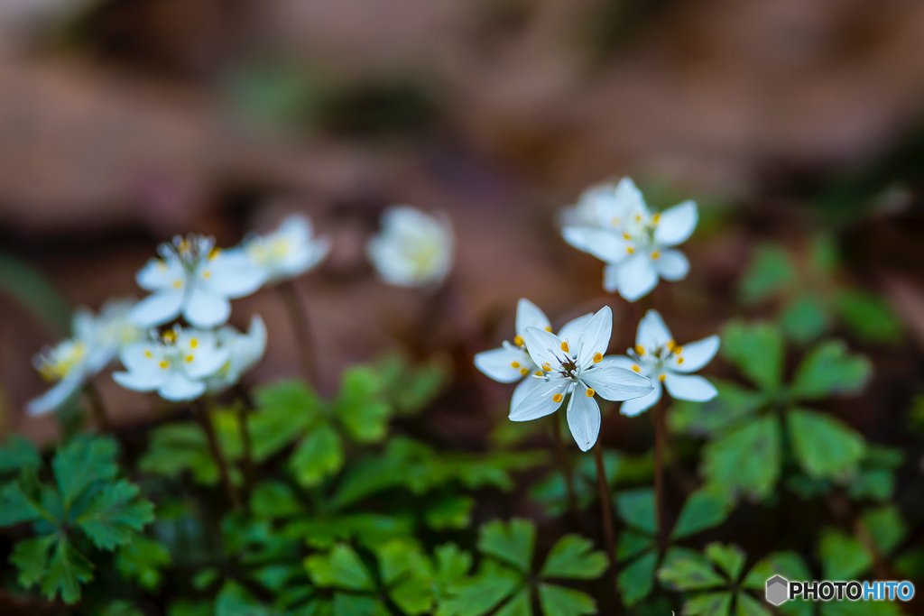 2026年 梅花黄蓮 2