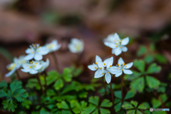 2026年 梅花黄蓮 2