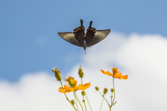 キバナコスモスとカラスアゲハ
