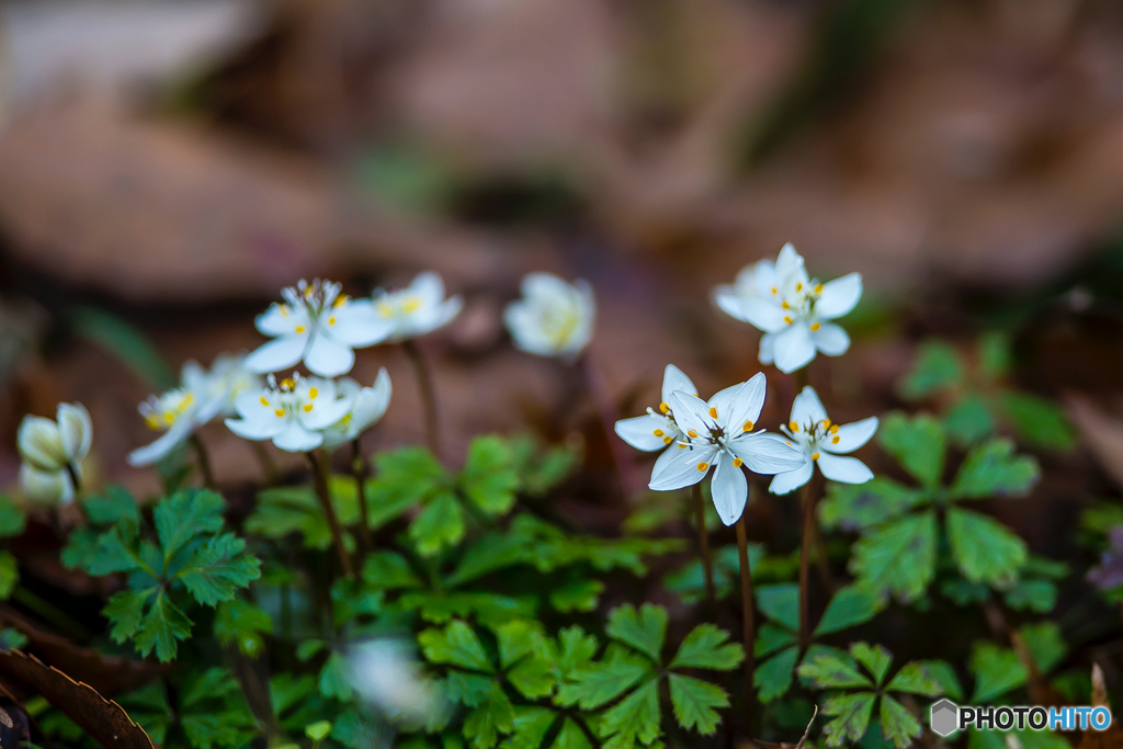 2026年 梅花黄蓮 7