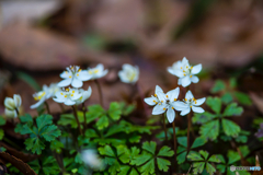2026年 梅花黄蓮 7