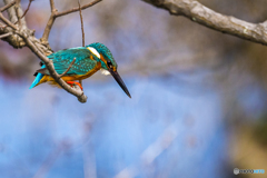 公園のカワセミ １２９