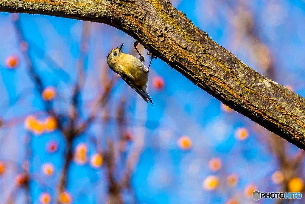2026年 キクイタダキ 11