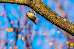 2026年 キクイタダキ 11