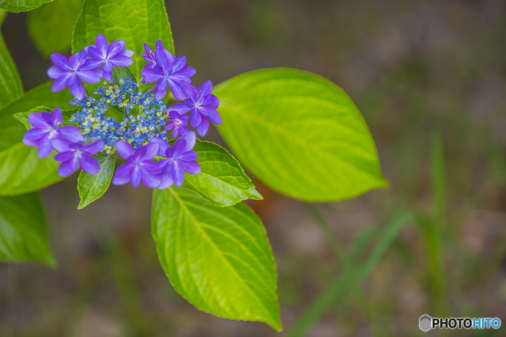公園の紫陽花 ５