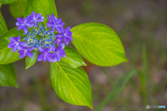 公園の紫陽花 ５