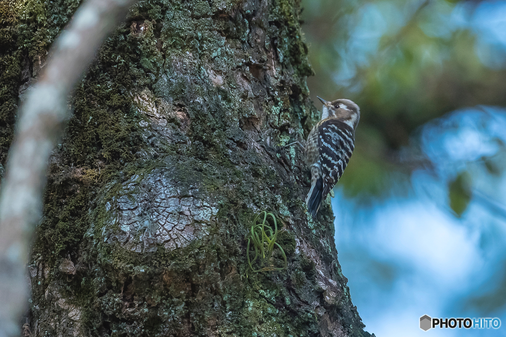 2026年..石橋文化センター散策 19