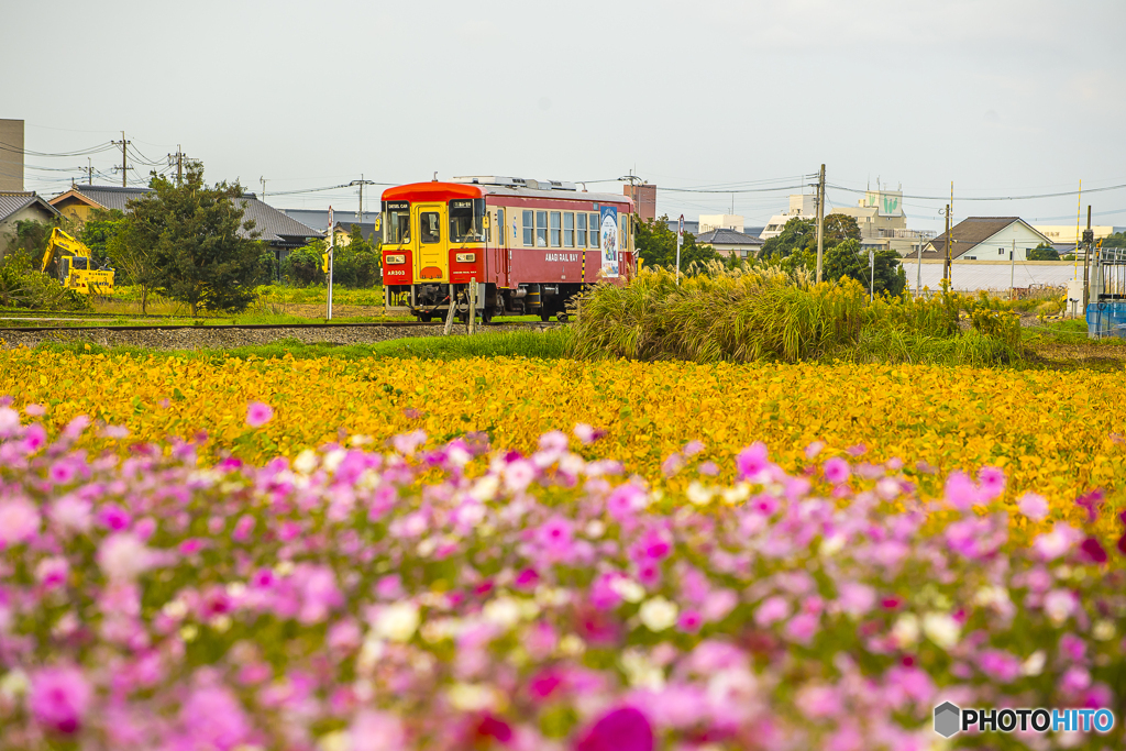 甘鉄 コスモス列車 ６