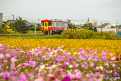 甘鉄 コスモス列車 ６