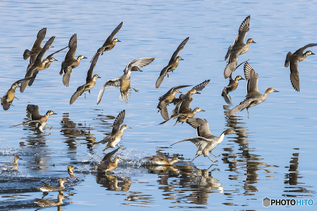 2025年 調整池のトモエガモ 2