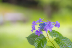 公園の紫陽花 ６