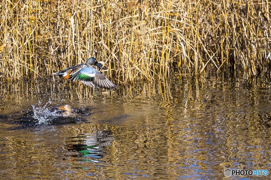 調整池の野鳥達１